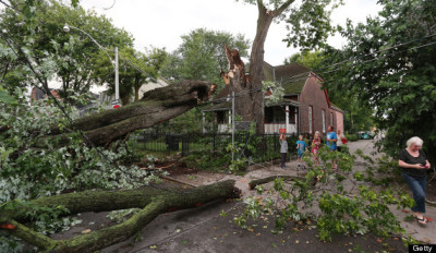 The large Maple Tree that inspired Alexander Muir to write his song "Maple Leaf Forever" in 1867 lies on Laing Street in front the Maple Cottage